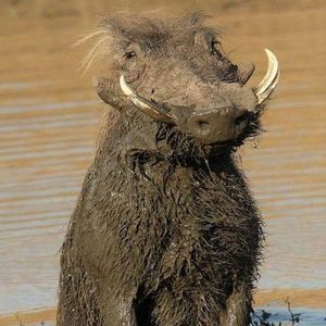 Meet your Posher, Jerold